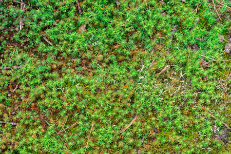 closeup to forest moss background textureの写真素材