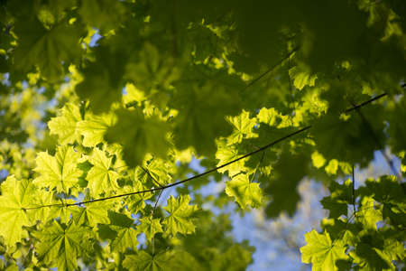 spring maple leaves  against blue sky slective focus