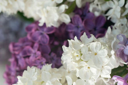 closeup to white and purple lilac flowersの写真素材