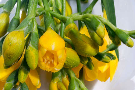 closeup to yellow freesia flowersの写真素材