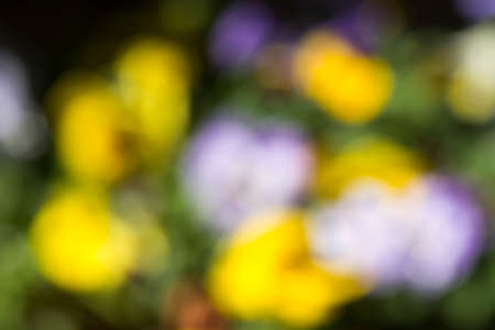 spring multicolored nature blurred backgroundの写真素材