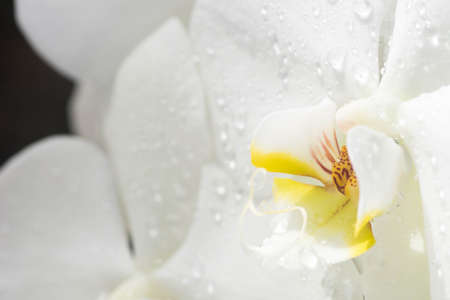 white and yellow orchid closeup selective focus