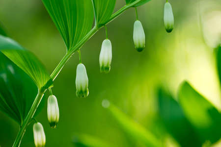 closeup to white flowers in spring forest - King Solomon's sealの写真素材