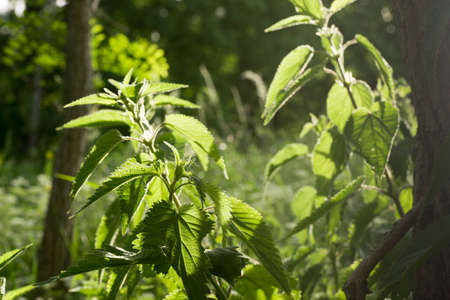 nettle in meadow, back lit, selective focus