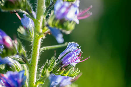 closeup to blue wildflower viper's buglossの写真素材