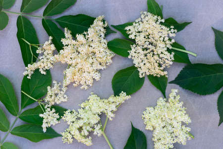 healthy herb elder flowers on canvas backgroundの写真素材