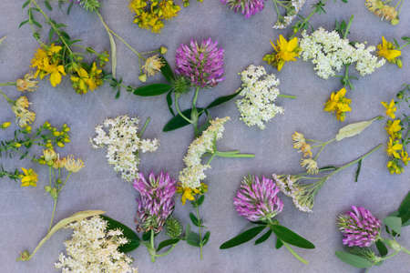 healthy herb flowers on canvas backgroundの写真素材