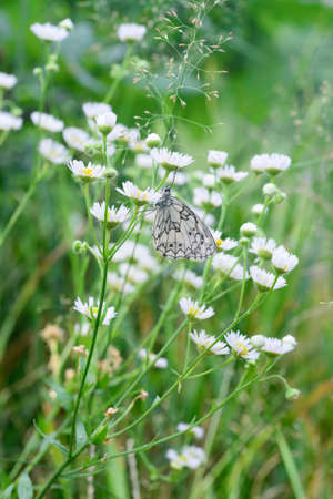 closeup to butterfly on white flowerの写真素材