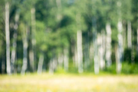 summer birch forest on sunny day defocused backgroundの写真素材
