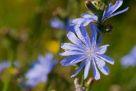 chicory flowers in meadow selective focus closeup