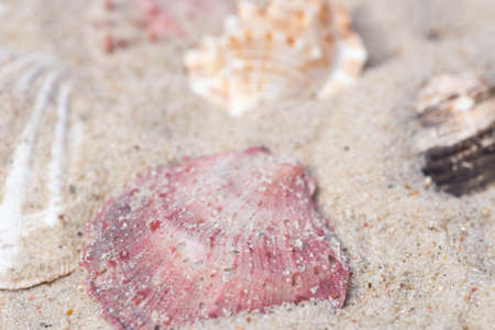 closeup to seahells in sand