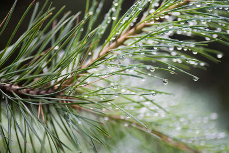 water drops on pine needles macro