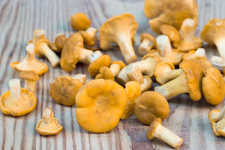 chantarelle mushrooms on wooden boardの写真素材