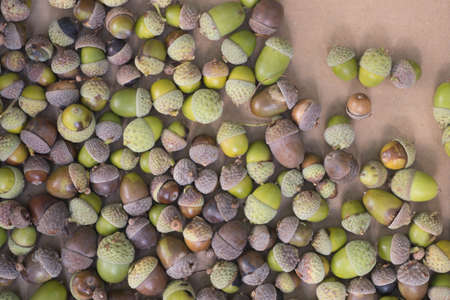 fallen acorns on brown paper textureの写真素材