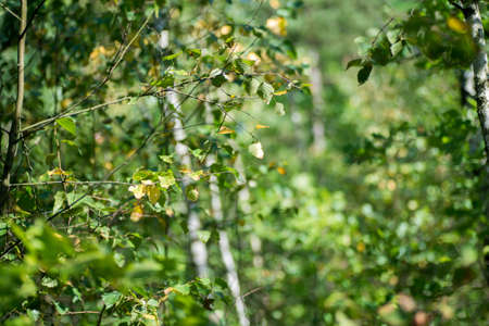 tree branch in forest selective focus closeup