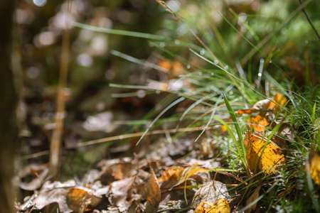 yellow fallen birch leaves  in moss macro selective focusの写真素材