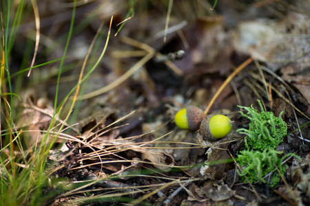 fallen acorns in forest  macro selective focusの写真素材