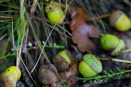 fallen acorns in forest  macro selective focusの写真素材