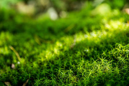 wet moss in summer forest selective focus closeupの写真素材