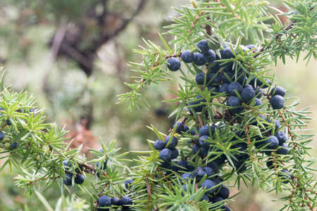 juniper berries on branch closeup