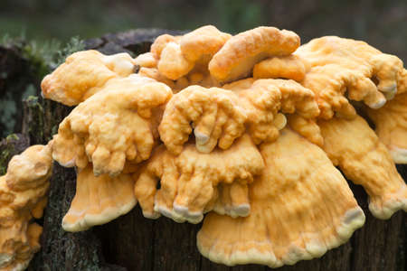 chicken-of-the-woods yellow fungus on tree trunk closeupの写真素材