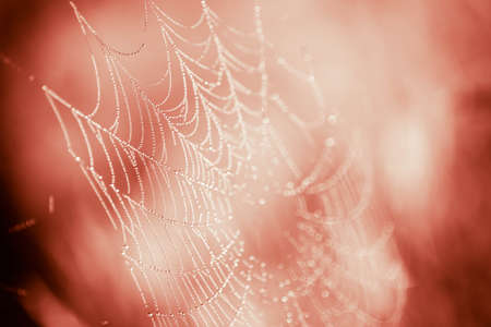 spiderweb with dew drops in morning macro selective focusの写真素材