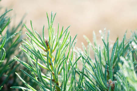 closeup to pine twig with dew drops selective focusの写真素材