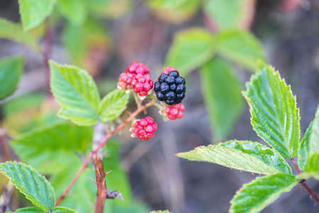 wild blackberries on twig in forest closeup
