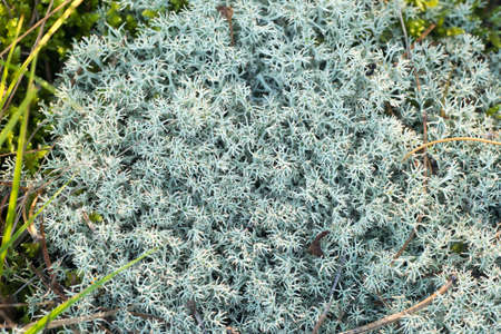 lichen cladonia in forest closeup