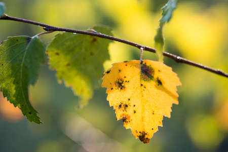 yellow autumn birch leaf on twig  closeup selective focusの写真素材