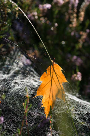 fallen oak autumn leaf in cobweb selective focusの写真素材