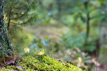 fall forest background with moss, leaves and tree trunk copy space