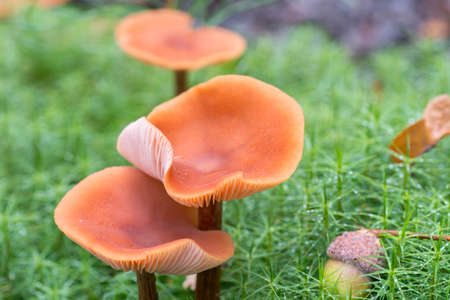 small mushrooms in mossy  backgroundの写真素材