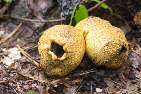 unedible common eartball mushroom closeup