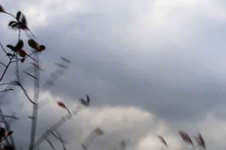 windy weather fall tree branches against dramatic cloudy skyの写真素材