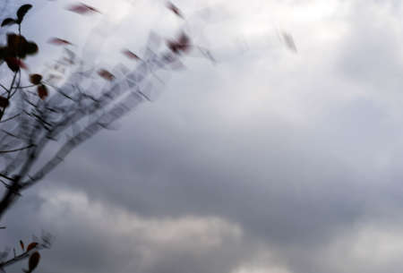 windy weather fall tree branches against dramatic cloudy skyの写真素材
