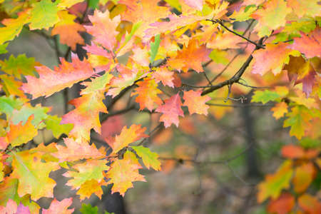 colorful fall leaves on branch selective focus closeupの写真素材