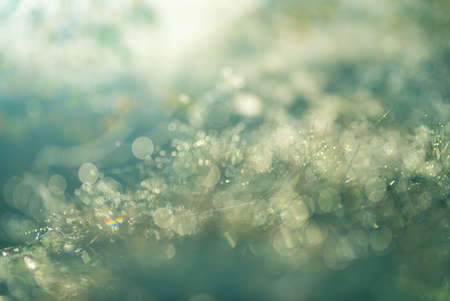 morning dew on grass selective focus macro