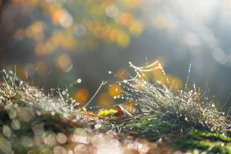 morning dew on grass selective focus macro