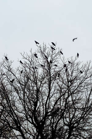 silhouettes of crows birds on bare treeの写真素材