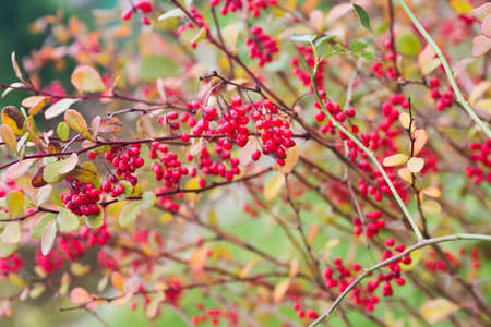 Red ripe barberry berries on twig closeup
