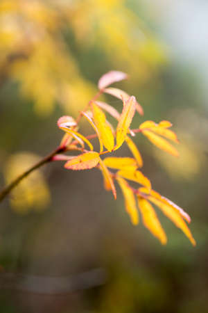 fall yellow leaves on twig on sunny day closeup selective focusの写真素材