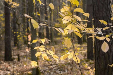 fall yellow leaves on twig on sunny day closeup selective focusの写真素材