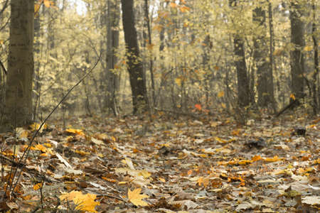 fall colorful forest on sunny day