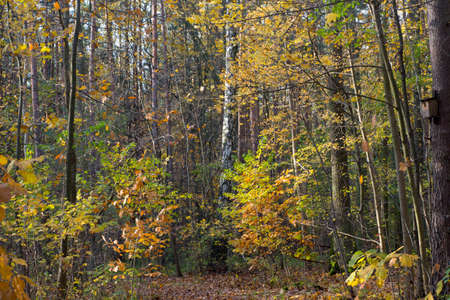 fall colorful forest on sunny day