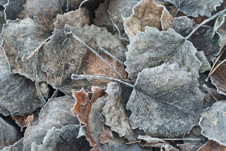 fall leaves covered with hoarfrost