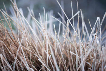 grass under hoarfrost closeup selective focusの写真素材