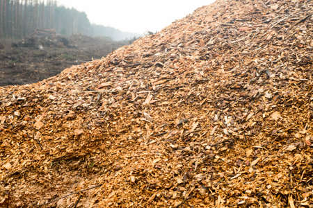 wood sawdast stack in forest outdoorの写真素材