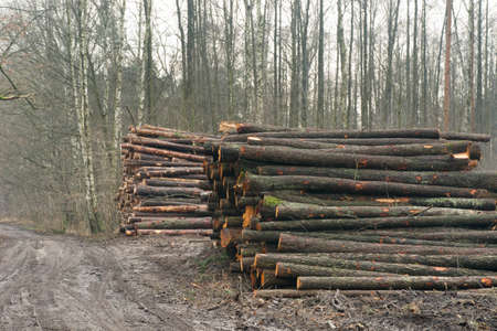 pile of cut tree logs in forest