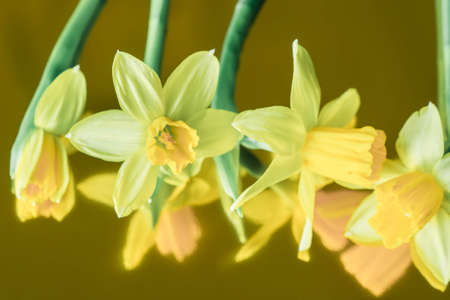 Daffodils yellow spring flowers closeup selective focus